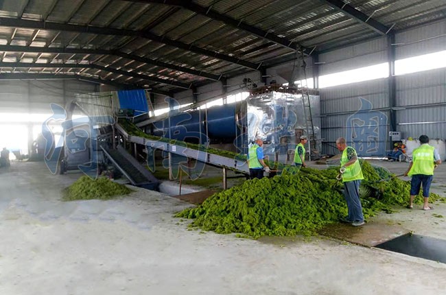 滸苔烘干機如何把滸苔苔蘚變廢為寶？